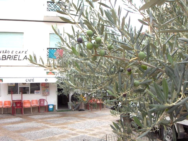 Las azeitunas de las oulibeiras de la Praça yá stan apanhadeiras para curar i Paxareiro yá arrecadou la…