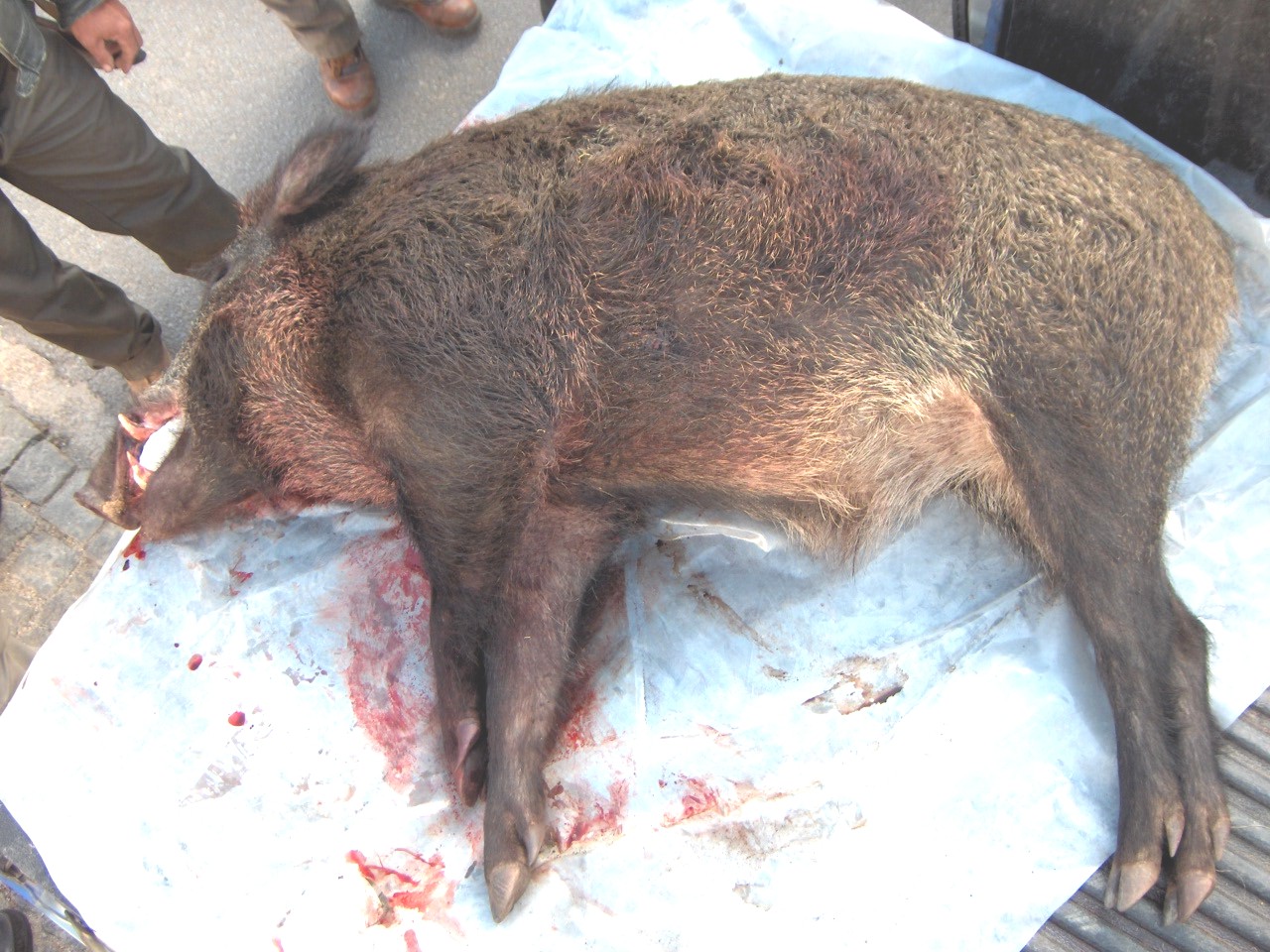 I na fin traírun un cochino brabo baliente. Mais de cien quilos...