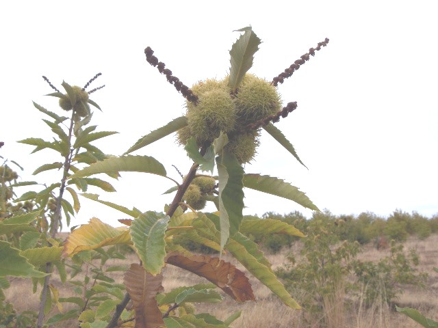 Ls castanheiricos de la Bodega yá apéçan a arregar ls dientes de cuntentos.