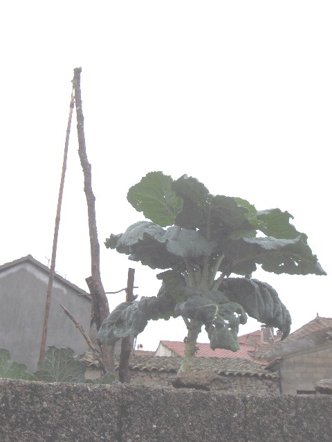 ...apuis de tanto tiempo culas manos puostas acontra l cielo, la ciguonha acabou por arranjar auga pa la sue…