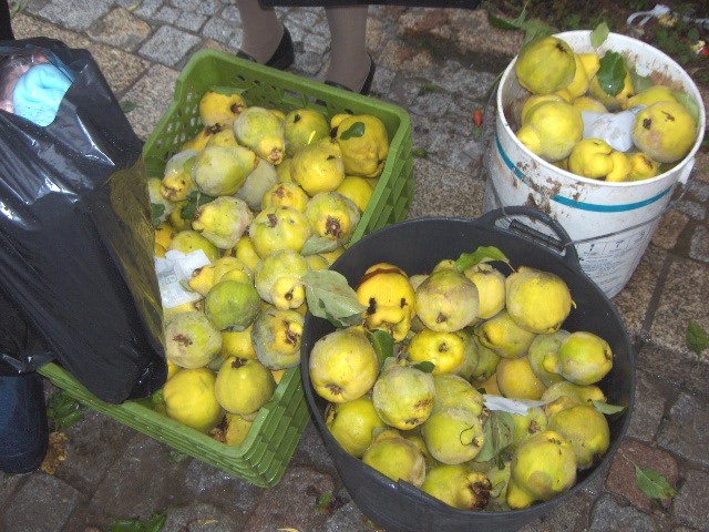 Burmielhos...