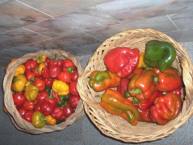 Pumientos i guindilhas...