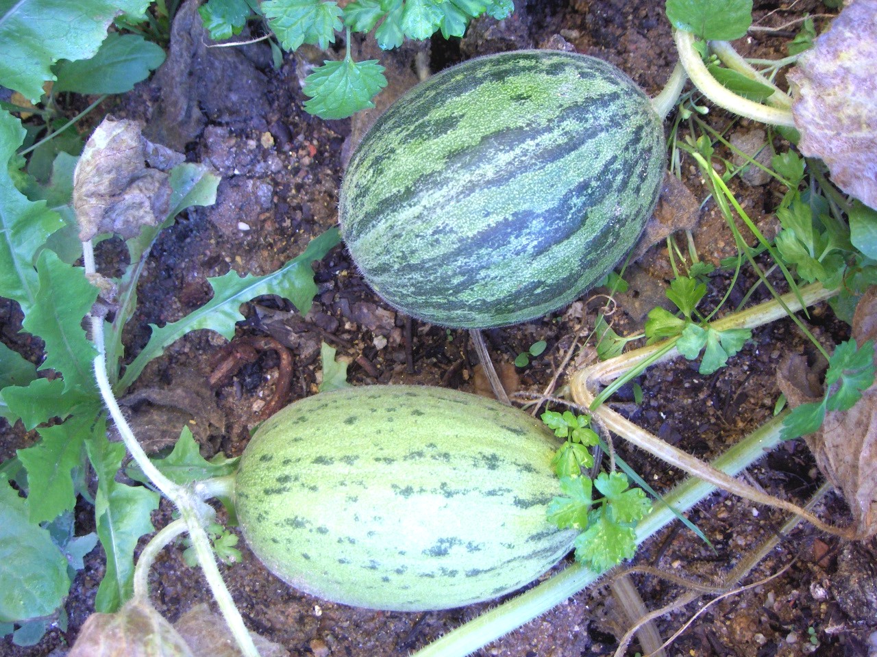 Estes molones fugírun a la derrota i botórun-se a medrar fura de l sou tiempo.