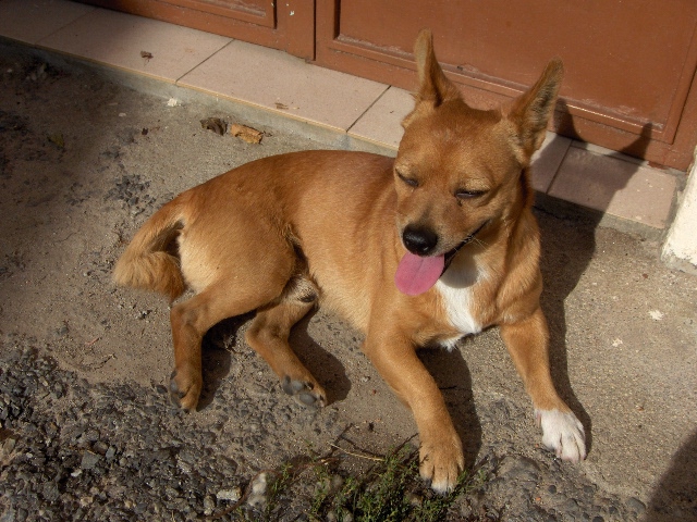 Mirai l perro cumo inda bota la léngua fuora...