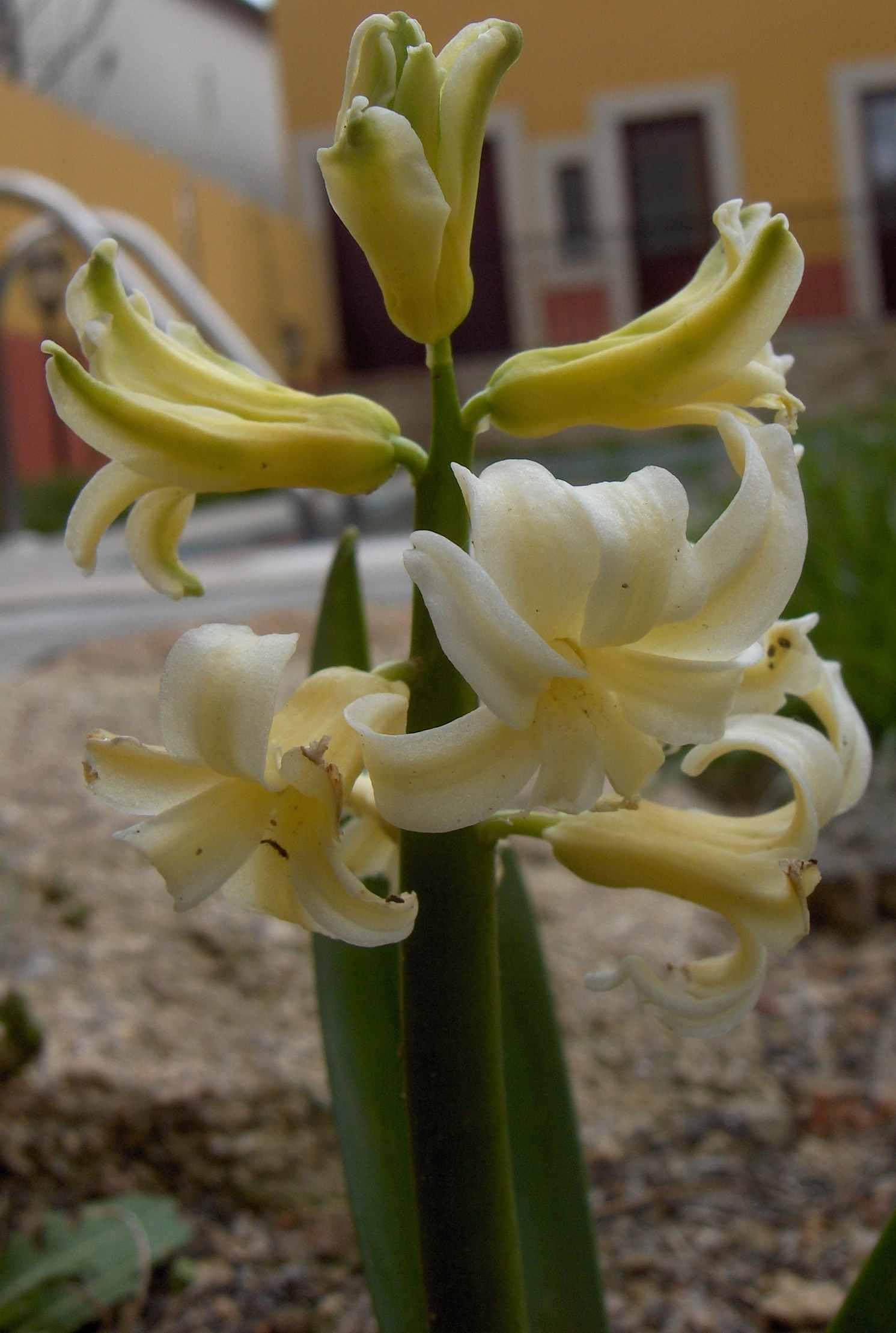 Ls nacisos de l miu jardin yá abrírun! La Primabera anda a rundar, a rundar, nun sei!?