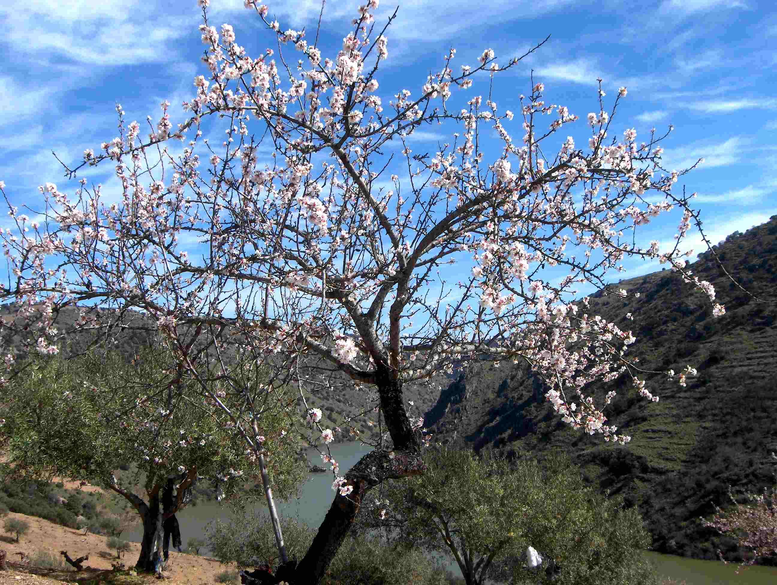 i sobretodo almendreiras!
