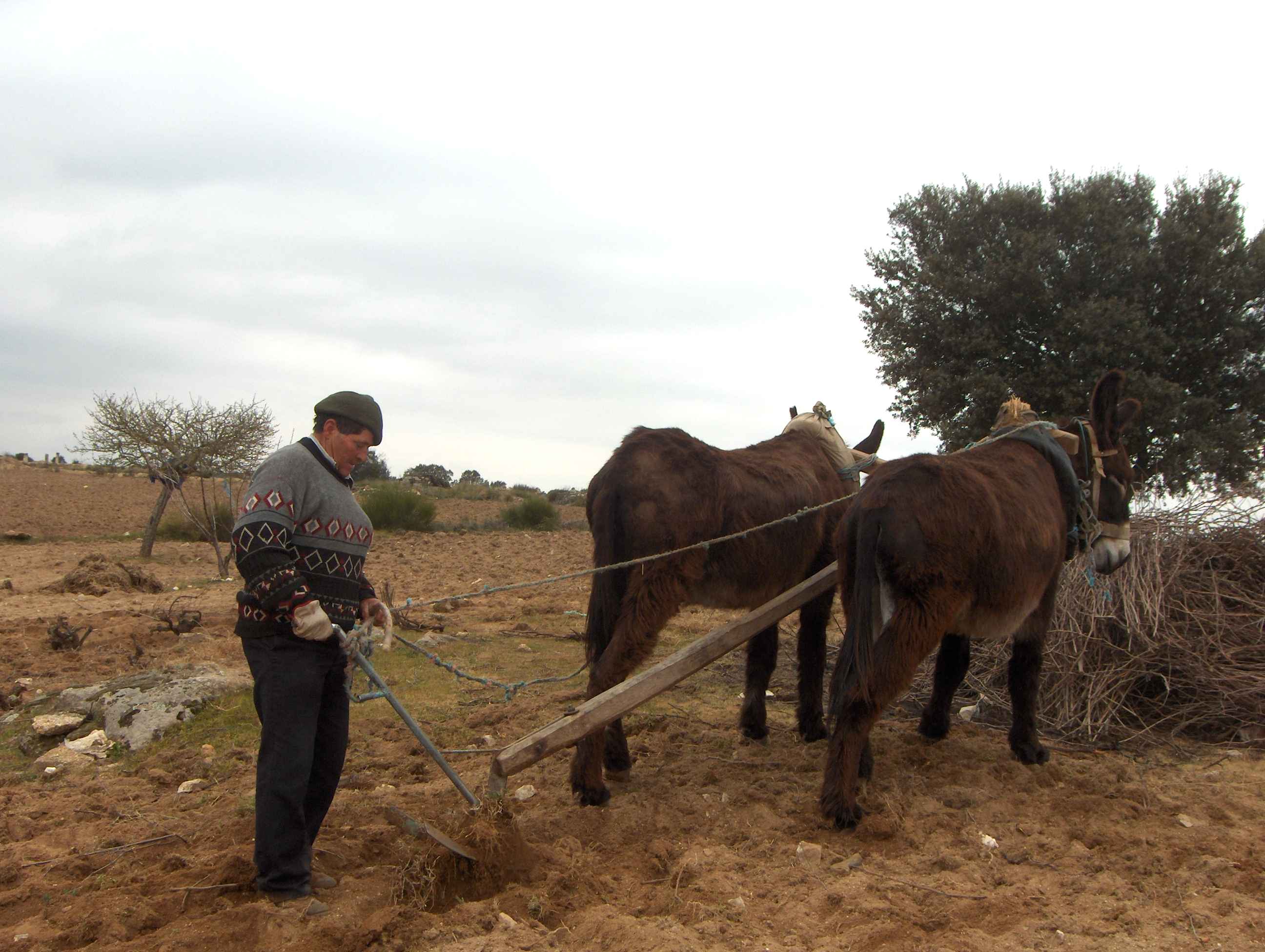 L tiu inda tube suorte que nun habie nanhun pan na punta senó nun sei se assegurarie ls burros!