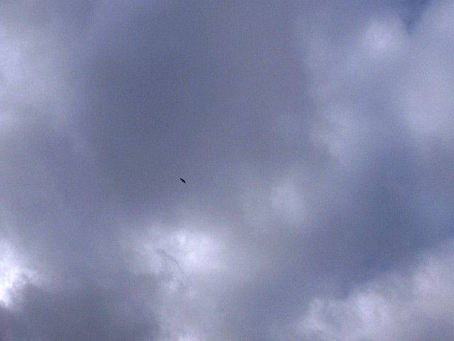 Mirai l cielo cumo stá d’amanaçador! Mas nun ye pa l cielo que you chamo la buossa atençon, ye pa l alcaforro…