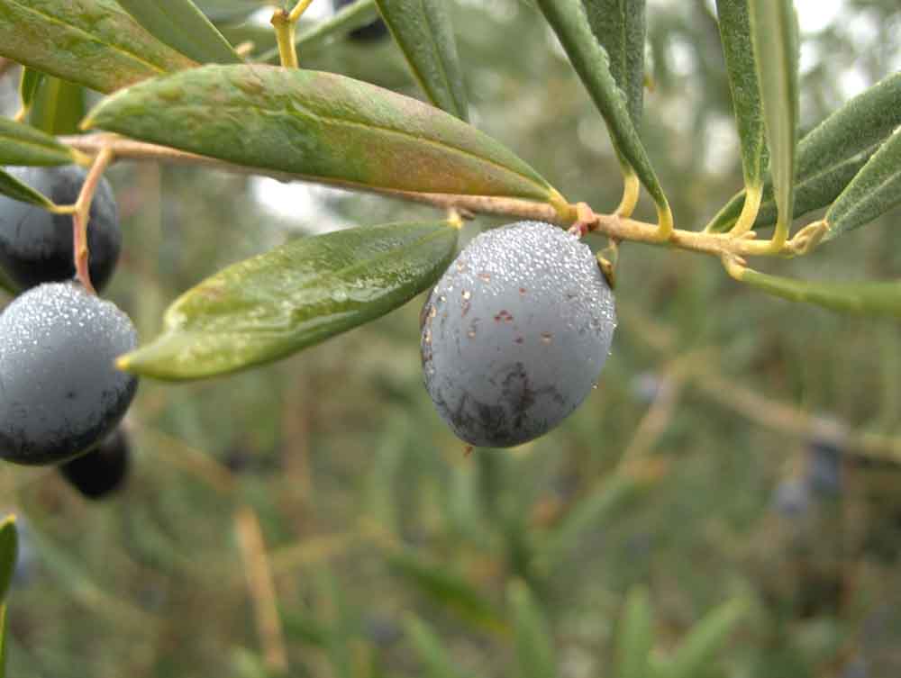 Las azeitunas éran mui galanas!