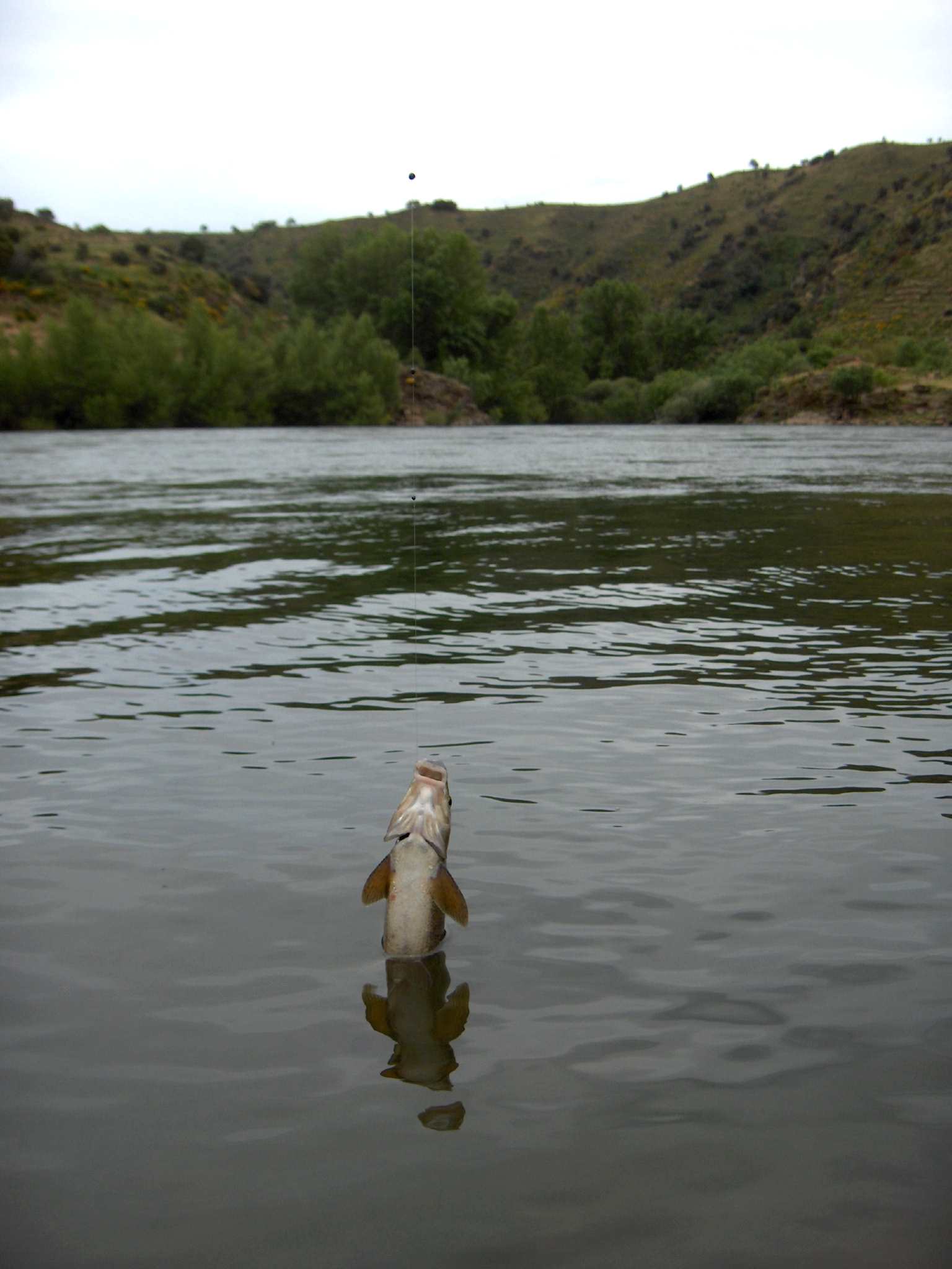 Cumo sabeis ls peixes muorren pula boca. Quando se le saca la cabeça fuora de l'auga stá la batailha ganha pa…