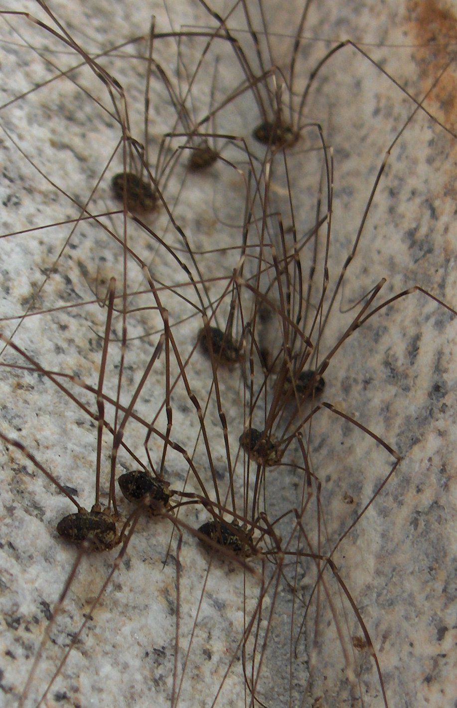 Son aranhones daqueilhes de las patas grandes... assi oumentados até parécen lagostas!