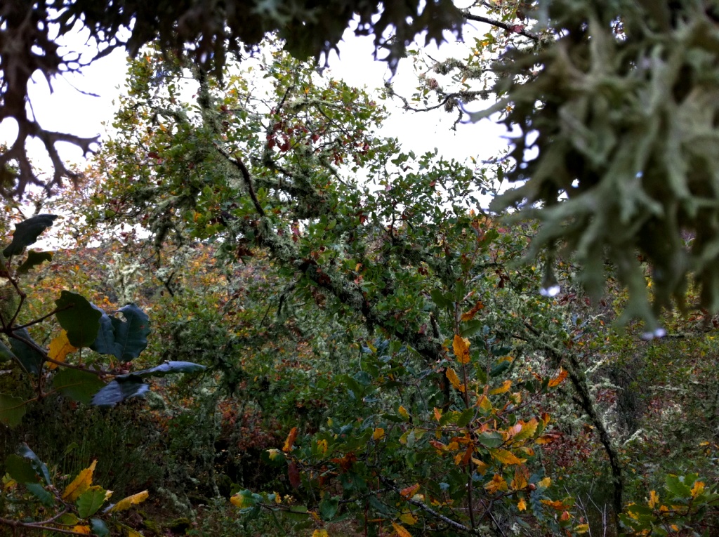 Yá nun se arrálan ls adiles para caldiar ls murilhos i l monte aspessa-se para se çfender de ls dientes de la…