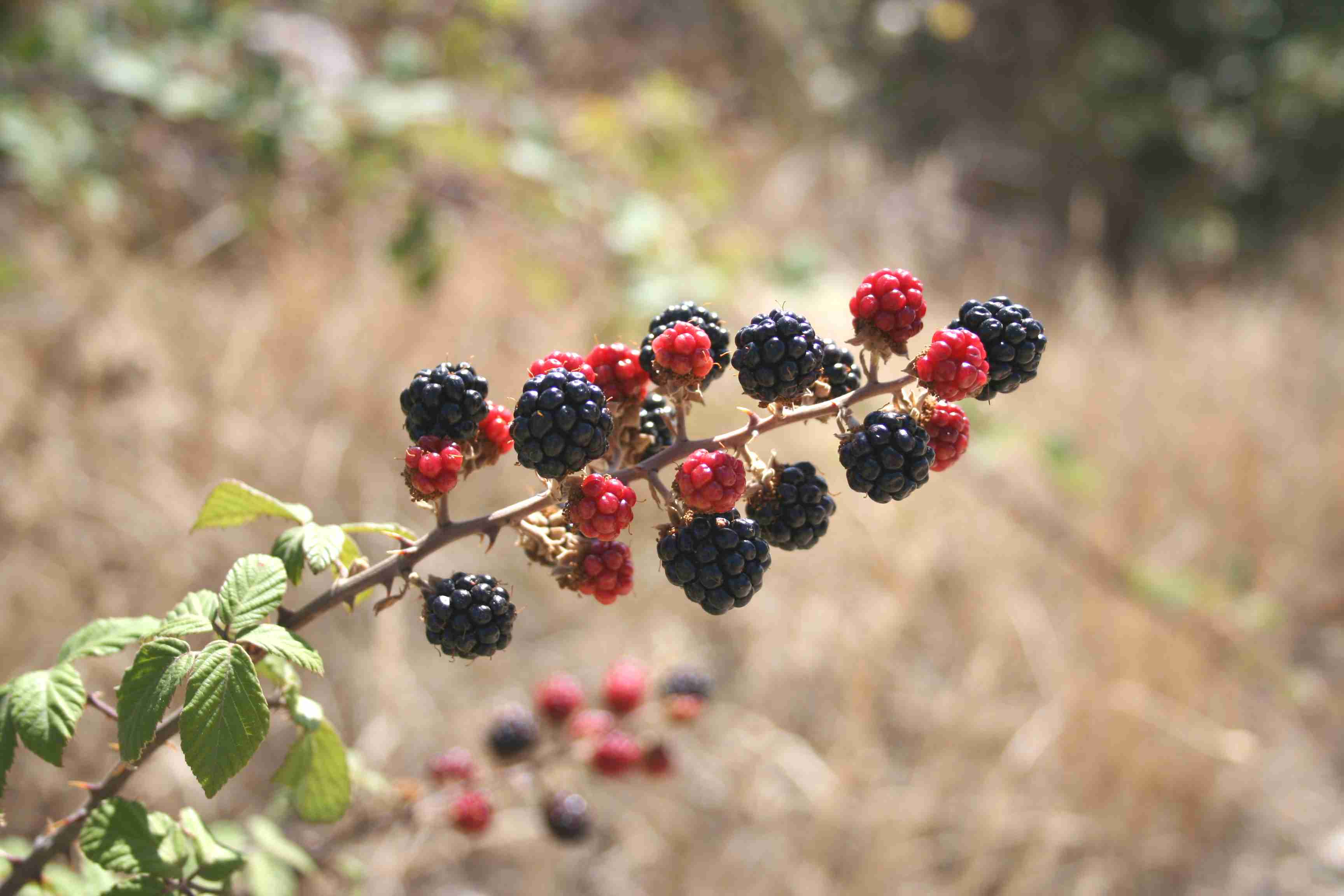 Foto Luís: Gustas de moras? Bou-le a dezir a tou pai que yá namoras! Mas gostais deilhas raçadas...