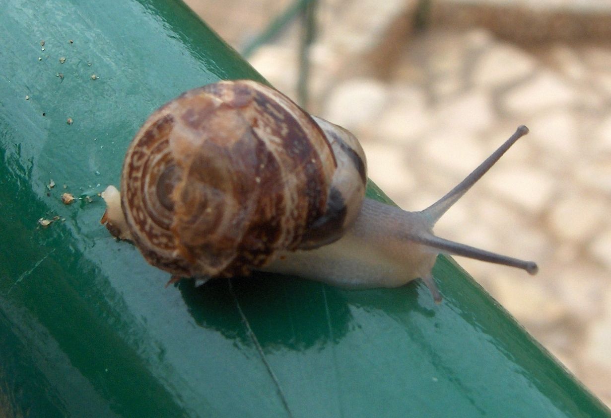 Quando hai auga hai caracoles. Este sigue la sue bida calmamente...