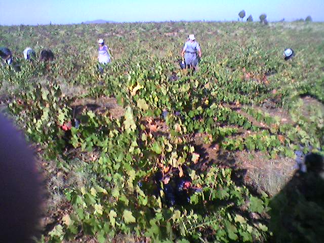 Uma boa vinha quando bem tratada, dá uvas e não dá prejuizo.