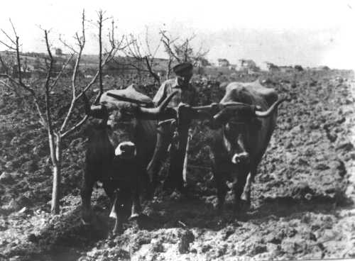 Fotos antigas de Sendim (Fonte: Sendim em linha- site antigo)