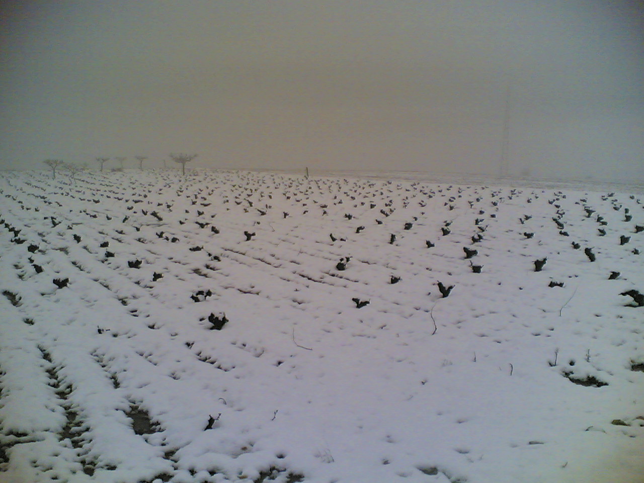 Galharda 25/02/2006