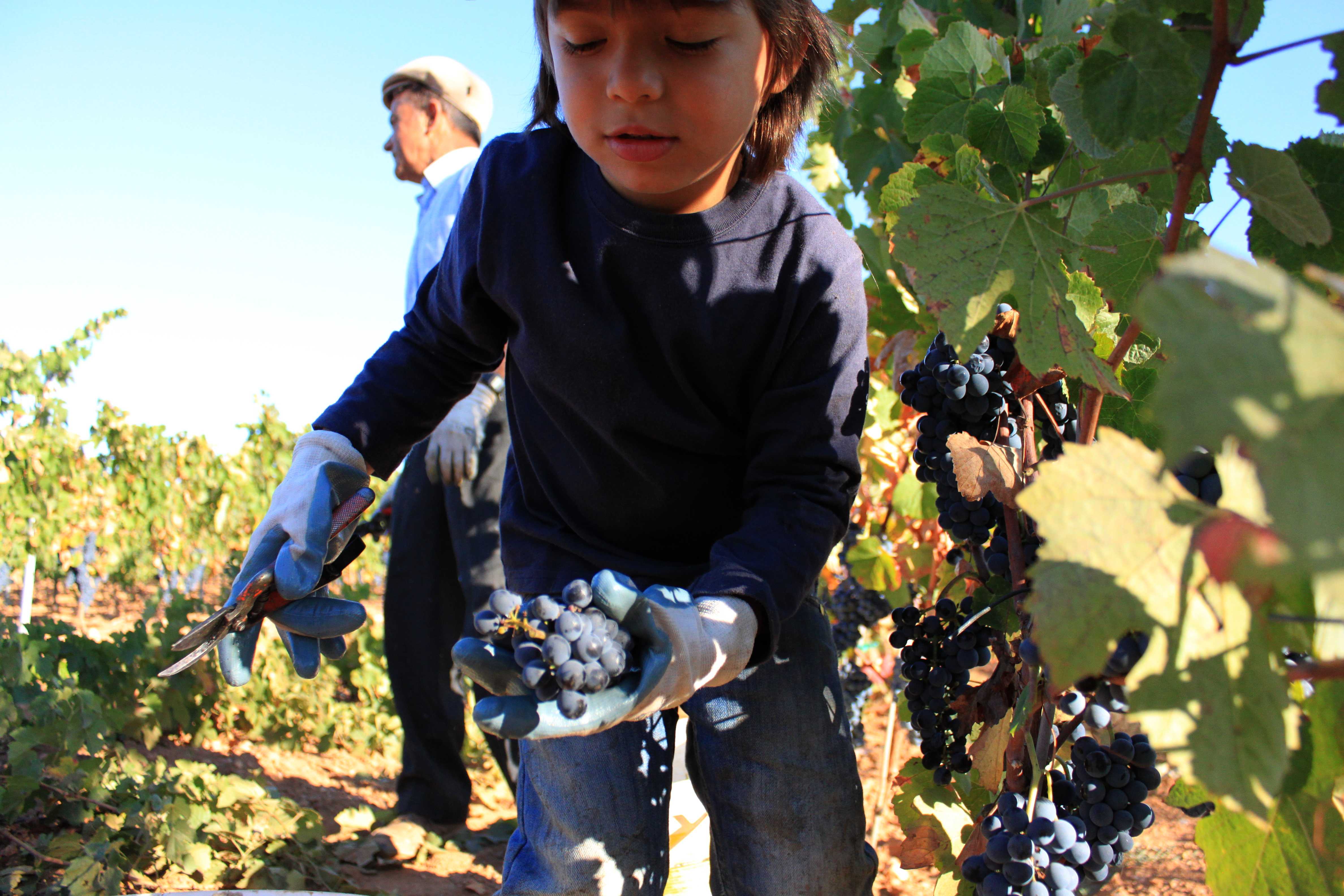 Vindimas 2011, vindimadores novos…