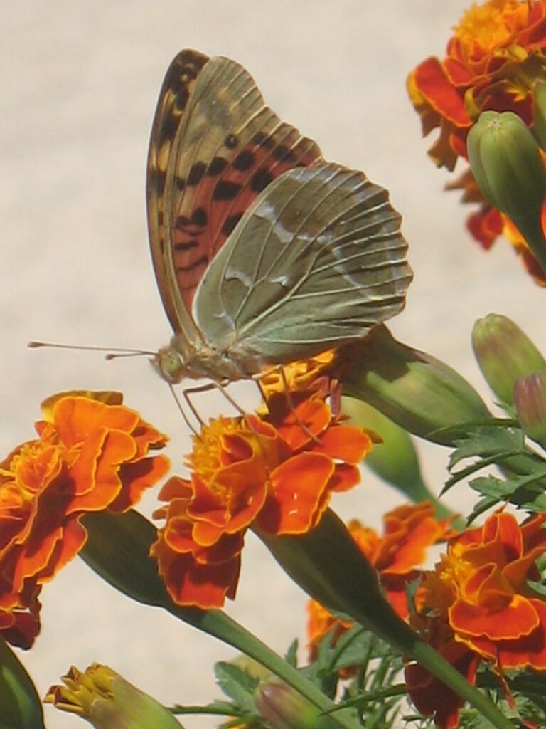 E lá fora, borboletas não paravam de ir de flor em flor...!
