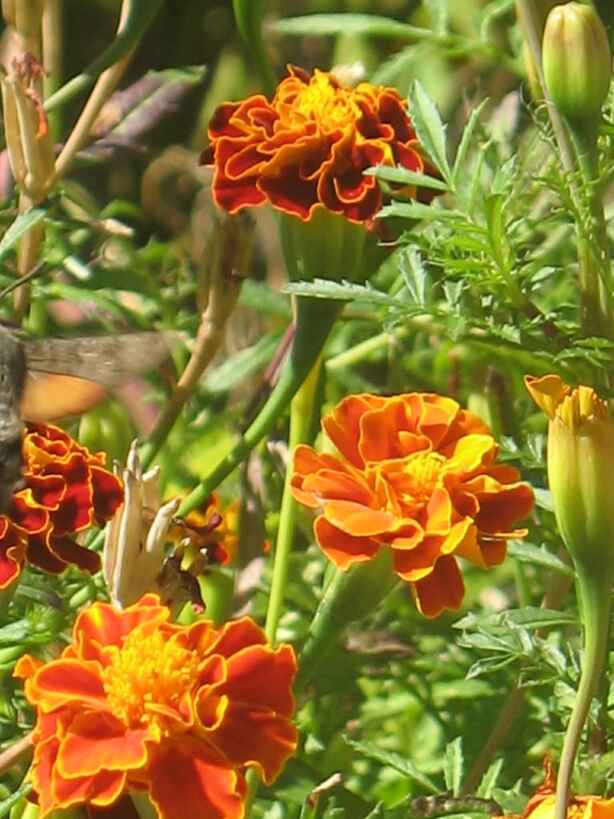 Flores aos montes em Sendim para homenagear todos aqueles que festejaram em conjunto os 70 anos (na Tenerie)…