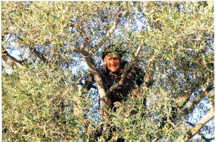 Mulher do campo limpando as oliveiras Na Vila de Sendim